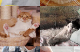Les pays avec plus de chats rapportent un plus grand bonheur, disent les scientifiques