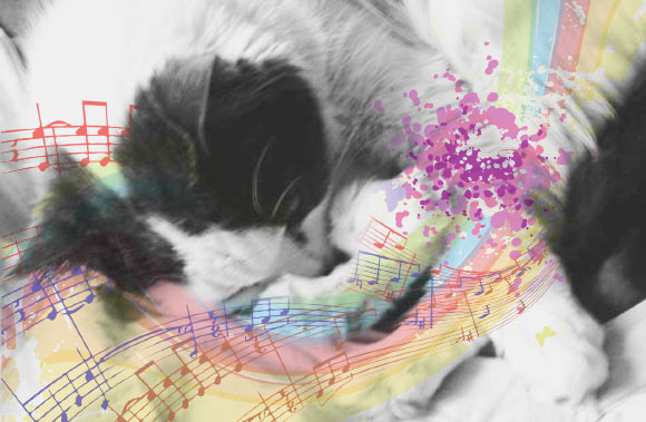 Okamoto et al. found that male cats with short-type alleles show higher directed calls/vocalizations scores, whereas females with short-type alleles show higher stranger-directed aggression scores, than their respective counterparts with long-type alleles. Image credit: Natali Anderson.