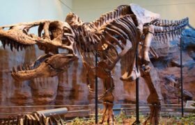 Le tyrannosaure rex avait une température corporelle semblable à celle d&rsquo;un mammifère, selon une étude