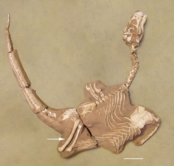 Holotype de Shri Rapax en 2010, avant la préparation du Royal Belgian Institute of Natural Sciences; La flèche indique le fémur unique reconstruit à l'aide d'éléments des deux fémorales (éléments séparés pendant la préparation). Crédit d'image: MOUTRILLE ET AL., DOI: 10.1080 / 08912963.2025.2530148.