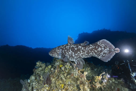 Profil gauche du coelacanthe indonésien (Latimeria Menadoensis), avec son motif unique de points blancs. Crédit d'image: Alexis Chappuis.