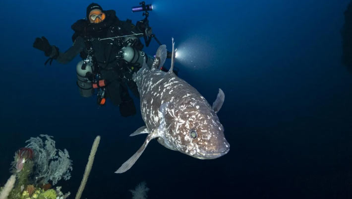 Les scientifiques capturent des images rares de coelacanthe indonésien
