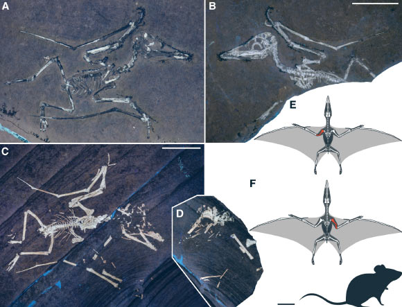 Exemples néonatals de Pterodactylus antiquus des calcaires Solnhofène, Allemagne. Barres d'échelle - 20 mm. Crédit d'image: Smyth et al., DOI: 10.1016 / j.cub.2025.08.006.