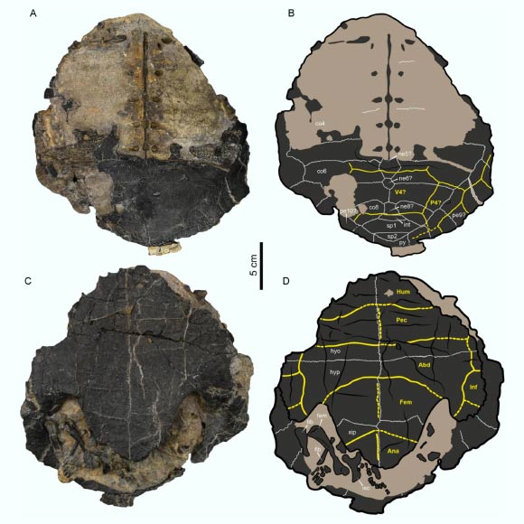 Craspelochelys Renzi représenté par une coquille articulée avec des os postcrâniens. Crédit d'image: Cadena et al., DOI: 10.1186 / s13358-025-00394-1.
