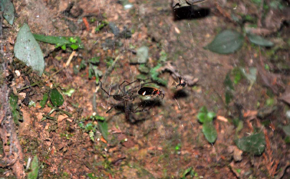 Sheet web spider with fireflies caught in web. Image credit: Tunghai University Spider.