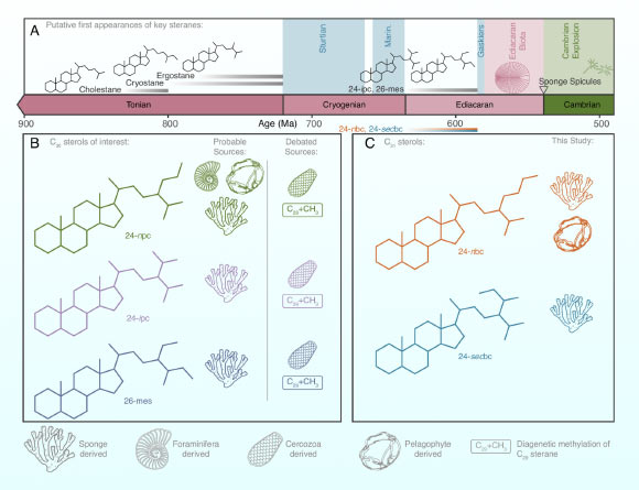 Pictorial representation of the timeline for ancient steranes, highlighting key compounds and their possible biogenic sources. Image credit: Shawar et al., doi: 10.1073/pnas.2503009122.
