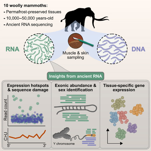 Mármol-Sánchez et al. found ancient RNA molecules in Late Pleistocene woolly mammoth tissues. Image credit: Mármol-Sánchez et al., doi: 10.1016/j.cell.2025.10.025.