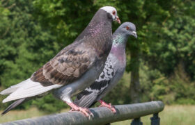 Les oiseaux peuvent posséder des formes fondamentales de perception consciente : étude