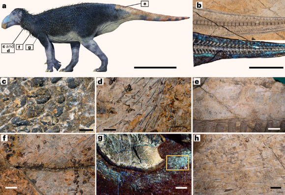 Structures tégumentaires préservées dans l'holotype de Haolong dongi. Crédit image : Huang et al., doi : 10.1038/s41559-025-02960-9.