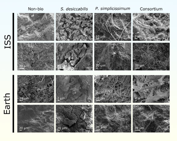 Images en microscopie électronique à balayage (MEB) des fragments de L-chondrite dans les deux conditions de gravité. Crédit image : Santomartino et al., doi : 10.1038/s41526-026-00567-3.