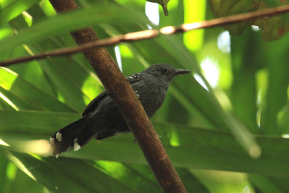 Cercomacra mura. Crédit image : Tomaz Melo.