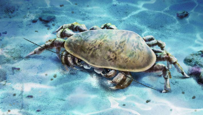 Le crustacé cyclidien du début du Trias avait des mâchoires puissantes