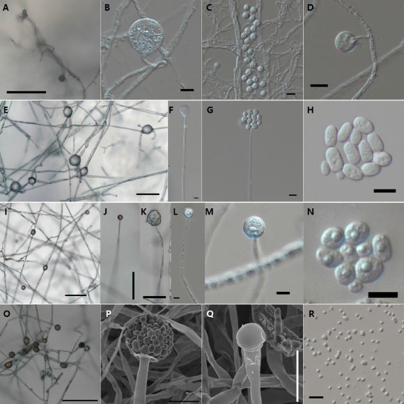 Mortierellomycetes and Umbelopsidomycetes fungi from freshwater ecosystems in Korea. Image credit: Goh et al., doi: 10.4489/kjm.20230018.