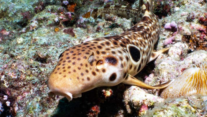 Une nouvelle espèce de requin marcheur découverte au large de la Papouasie-Nouvelle-Guinée