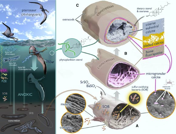 Grice et al. integrate organic geochemical analyses with high-resolution micro-mineral imaging of a three-dimensionally preserved Cretaceous pterosaur wing phalanx from Brazil to reveal steroid biomarkers and multi-stage mineralization pathways underlying its preservation. Image credit: Grice et al., doi: 10.1016/j.isci.2026.116199.