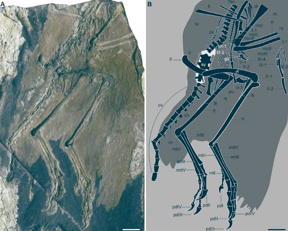 Le spécimen holotype de Zhengheornis buyu. Crédit image : Wang et al., doi : 10.1126/sciadv.aeb5202.