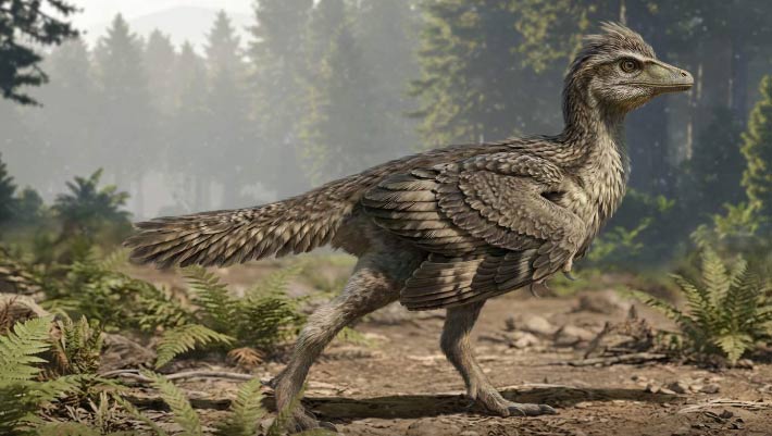 Un nouveau fossile jurassique révèle comment les oiseaux ont perdu leur queue de dinosaure