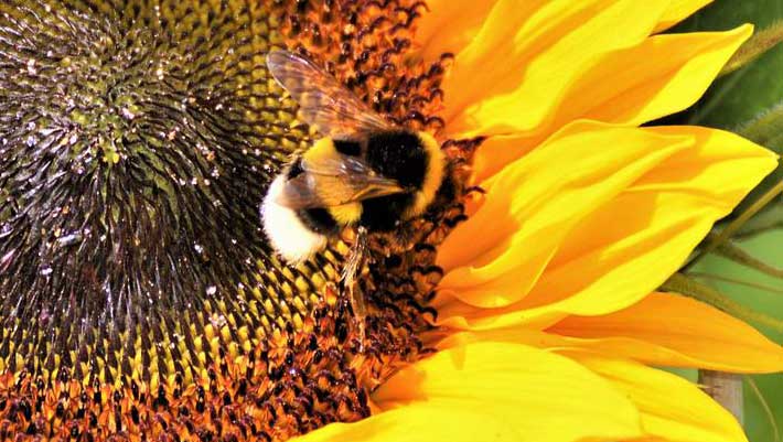Les bourdons affichent des réactions émotionnelles aux goûts sucrés et amers