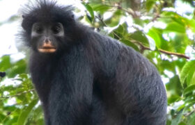 Des scientifiques découvrent de nouvelles espèces de singes en République démocratique du Congo