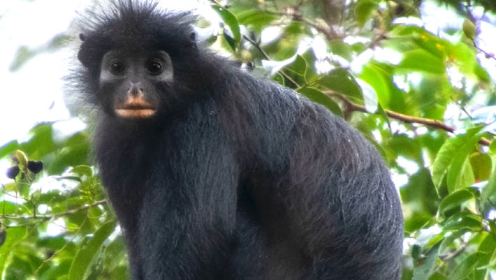 Des scientifiques découvrent de nouvelles espèces de singes en République démocratique du Congo