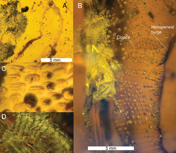 Carinasquama rusmithii, montrant les détails du tégument : (A) vue dorsale du spécimen, montrant les écailles de la tête et du dos ; (B) vue ventrale, au niveau du cloaque, montrant le renflement hémipénial ; (C) détails des écailles multi-carénées ; (D) vue ventrale de la queue avec écailles imbriquées. Crédit image : Daza et al., doi : 10.3897/sjp.145.188227.
