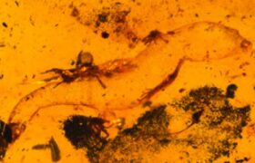 Le plus ancien gecko mâle connu trouvé préservé dans l&rsquo;ambre Kachin