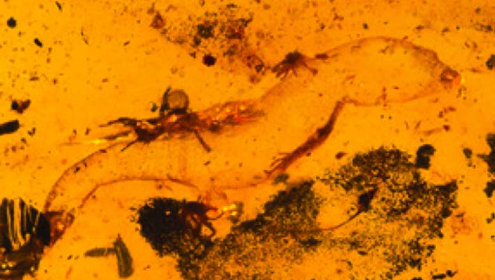 Le plus ancien gecko mâle connu trouvé préservé dans l'ambre Kachin