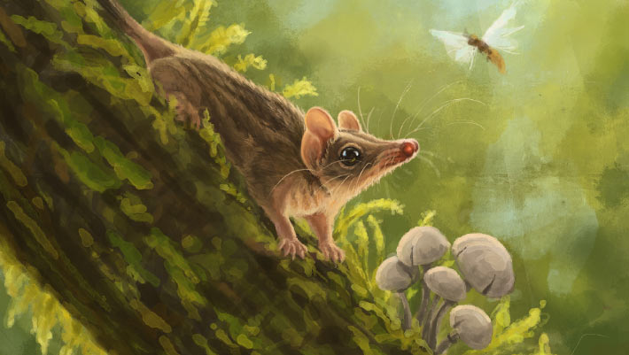 Un fossile du début du Miocène réécrit l’arbre généalogique des petits marsupiaux carnivores