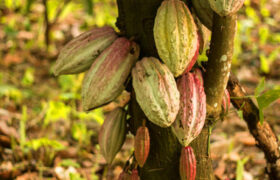 Des scientifiques découvrent quatre nouvelles lignées génétiques de cacao au Pérou
