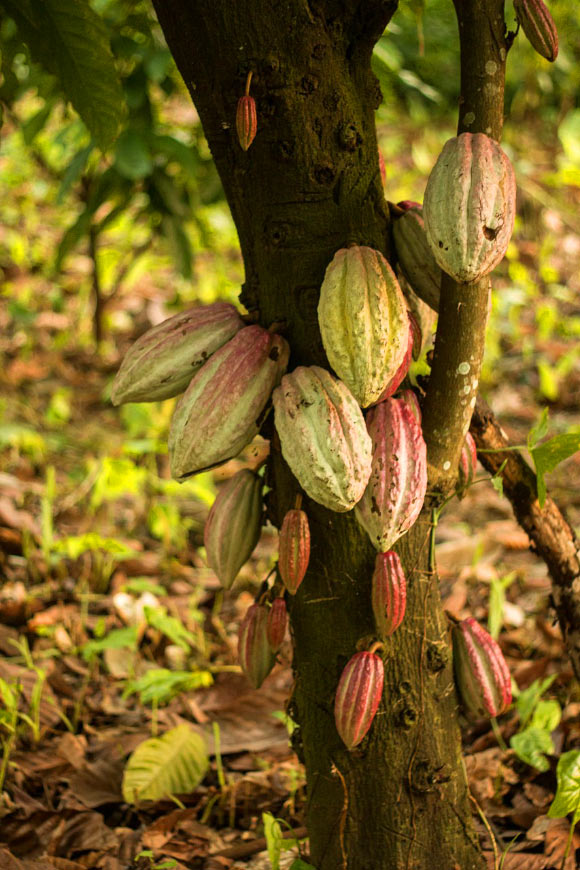 Motilal et al. collected cacao samples from eight departments of Peru. Image credit: Fernando Graniel.