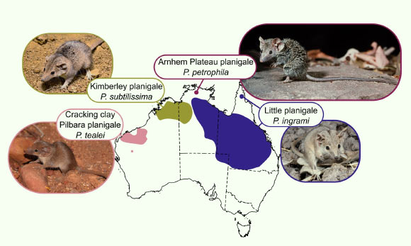Revised distributions of the four planigale species formerly attributed to Planigale ingrami. Image credit: Umbrello et al., doi: 10.1093/zoolinnean/zlag082.