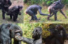 Les câlins pourraient être un ancien outil de maintien de la paix, suggère une étude sur les singes