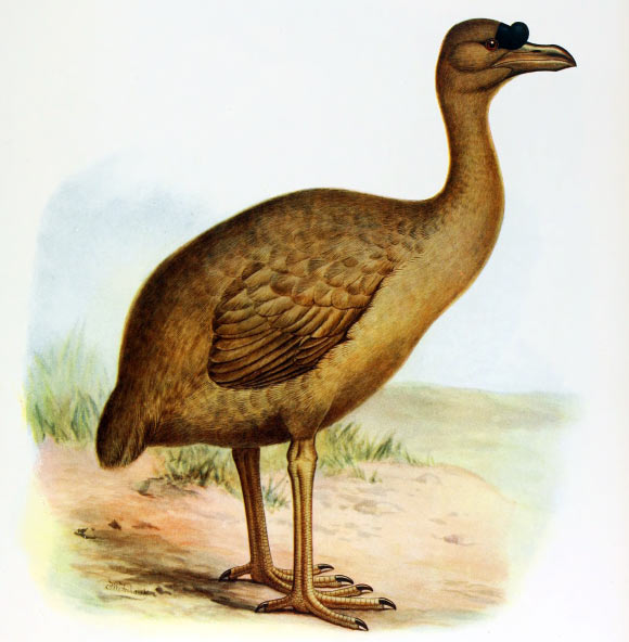 Restauration du Rodrigues Solitaire, un membre incapable de voler de l'ordre des pigeons endémique de Rodrigues, Maurice (Frederick William Frohawk, 1907)