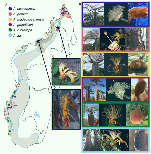 Baobabs malgaches : (A) aires de répartition approximatives des six espèces de baobabs de Madagascar ; les échantillons analysés sont indiqués sur la carte par des points colorés ; les étoiles indiquent des individus échantillonnés d'origine hybride possible sur la base de traits morphologiques intermédiaires entre deux espèces actuellement reconnues ; (B) des images d'arbres, de fleurs et de fruits pour les six espèces de baobab endémiques de Madagascar ; (C) photo d'une fleur de l'individu possible Adansonia za x Adansonia perrieri ; (D) photo de l’individu putatif Adansonia rubrostipa x Adansonia madagascariensis. Crédit image : Karimi et al., doi : 10.1002/tax.70176.