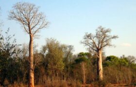 De nouvelles espèces de baobab identifiées à Madagascar