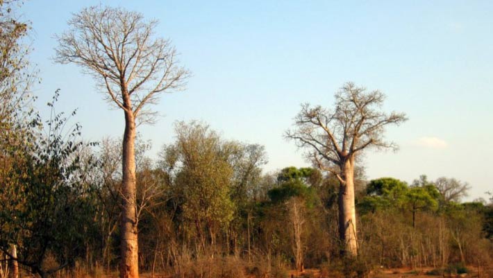De nouvelles espèces de baobab identifiées à Madagascar