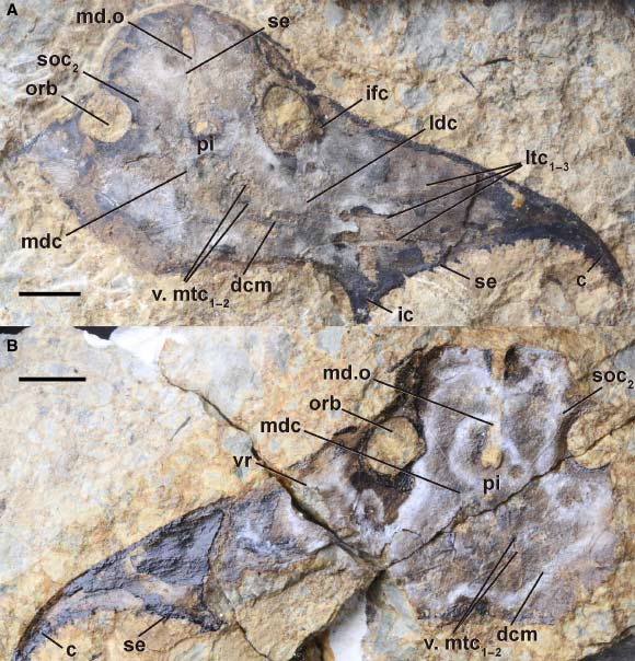 Bataspis crux, holotype. Barres d'échelle - 1 cm. Crédit image : Meng et al., doi : 10.1111/pala.70081.