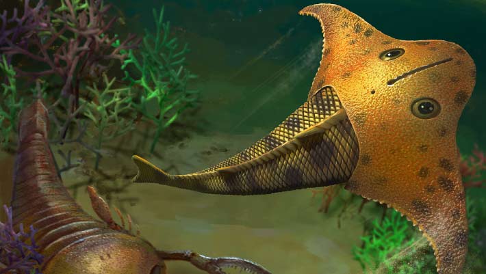 Rencontrez Bataspis crux, un poisson sans mâchoire qui naviguait dans les mers du Dévonien avec une tête de chauve-souris