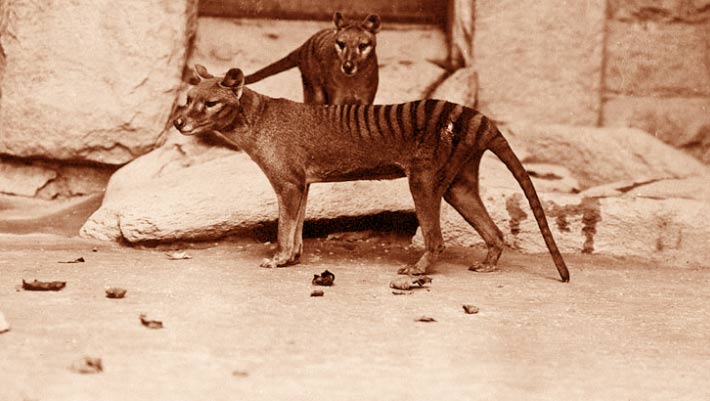 Le crâne du tigre de Tasmanie révèle un style de chasse sans correspondance moderne