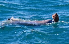 Des dauphins filmés utilisant des coquillages comme outils lors d&rsquo;observations rares au large de l&rsquo;Australie