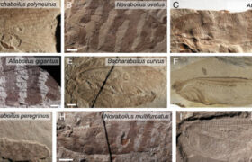 Des scientifiques reconstituent le bruit des insectes du Jurassique