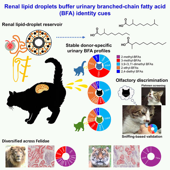 Animals often rely on scent marks to communicate identity across time, yet how chemically dynamic signals remain individually informative is unresolved; Ichizawa et al. show that domestic cats achieve durable chemical individuality through a reservoir-buffered system based on branched-chain fatty acid. Image credit: Ichizawa et al., doi: 10.1016/j.cub.2026.07.045.