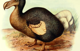 Dodo avait un sens de l&rsquo;odorat étonnamment aiguisé et une vision semblable à celle d&rsquo;un hibou, révèle une nouvelle étude