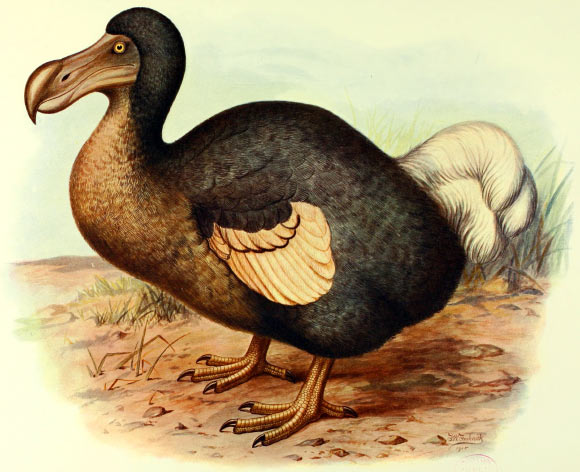 The dodo (Raphus cucullatus) by Frederick William Frohawk, 1905.
