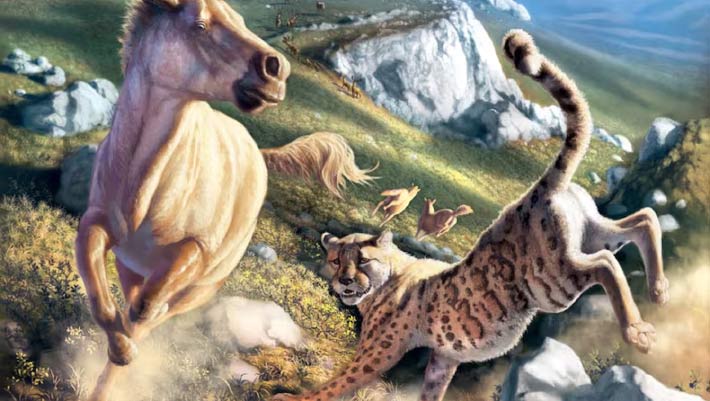 L’ADN ancien réécrit l’histoire de l’énigmatique « guépard américain »