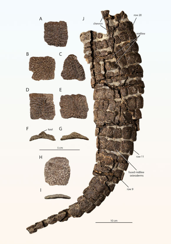 Ostéodermes et queue articulée de Mandrasuchus milleri. Barres d'échelle - 5 cm (AI) et 10 cm (J). Crédit image : Lessner et al., doi : 10.1080/02724634.2026.2712566.