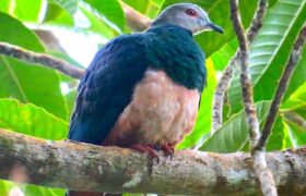De nouvelles espèces de pigeons impériaux identifiées