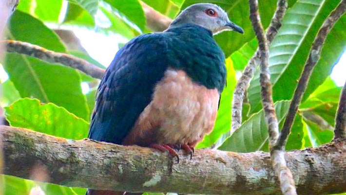 De nouvelles espèces de pigeons impériaux identifiées