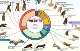 Les chauves-souris sont originaires d’Europe, suggèrent des preuves génétiques et fossiles