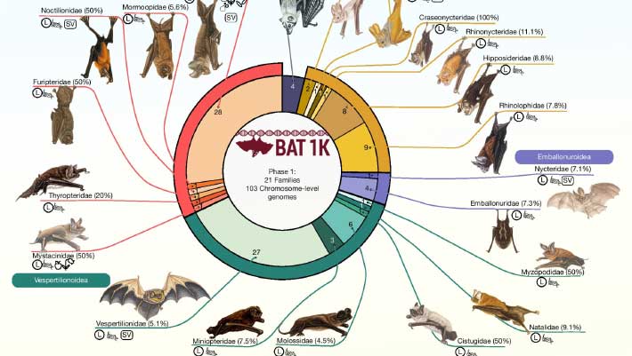 Les chauves-souris sont originaires d’Europe, suggèrent des preuves génétiques et fossiles